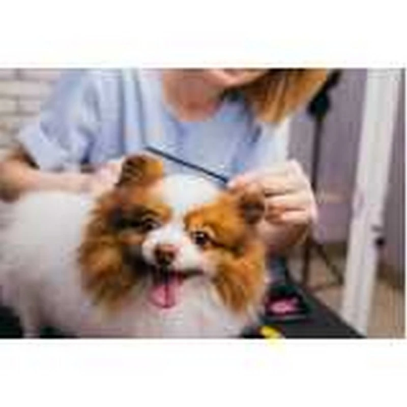 curso de pet shop