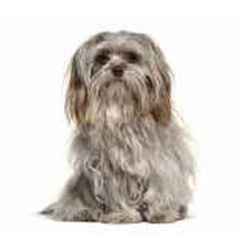 desembolo de pelo de cachorro