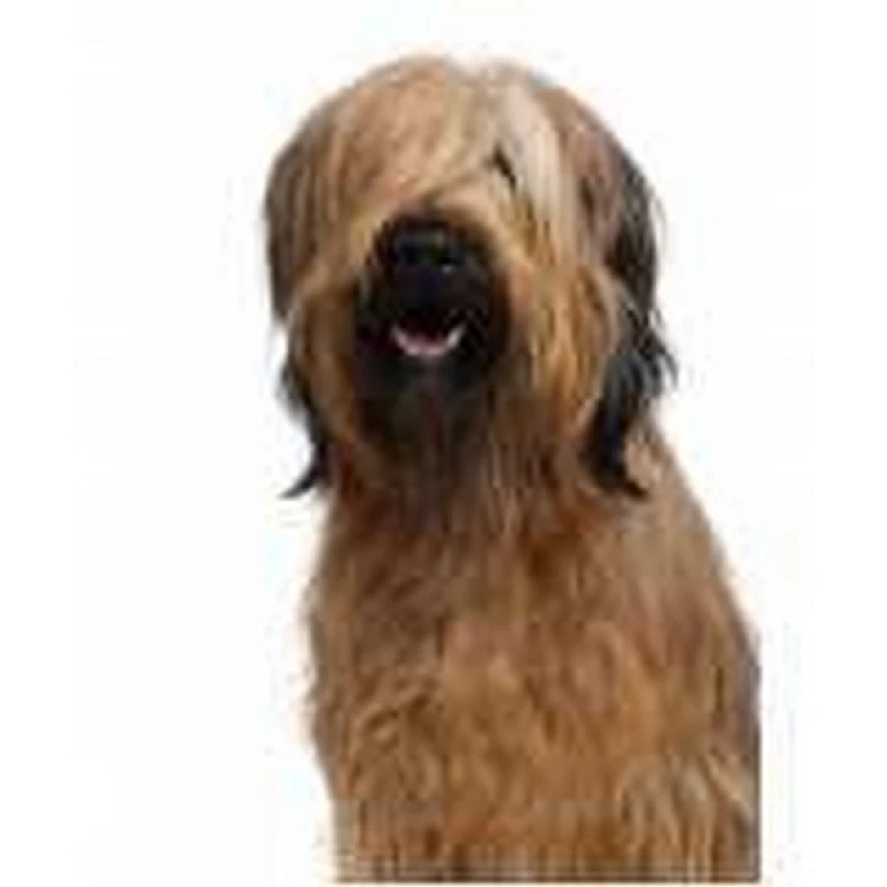 desembolo de pelos de cachorros de grande porte
