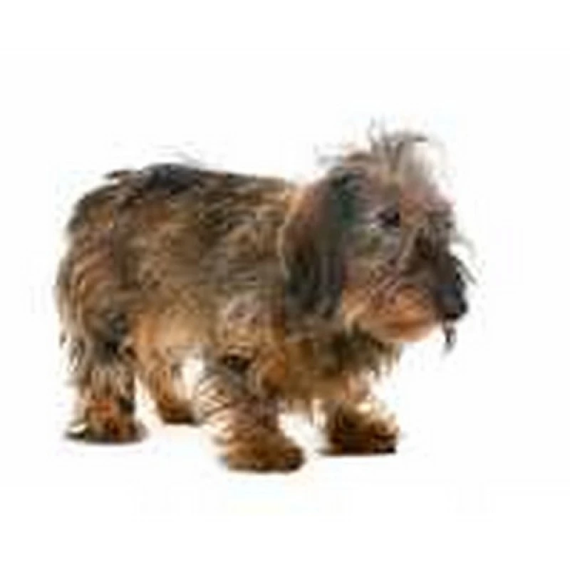 desembolo de pelos de cães