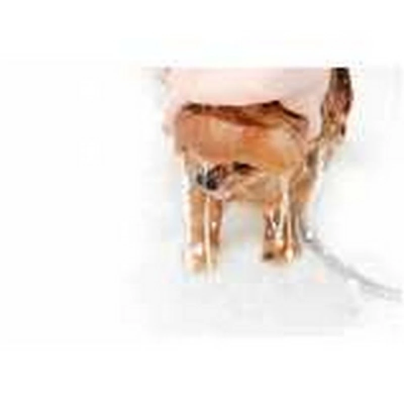 hidratação de cachorro