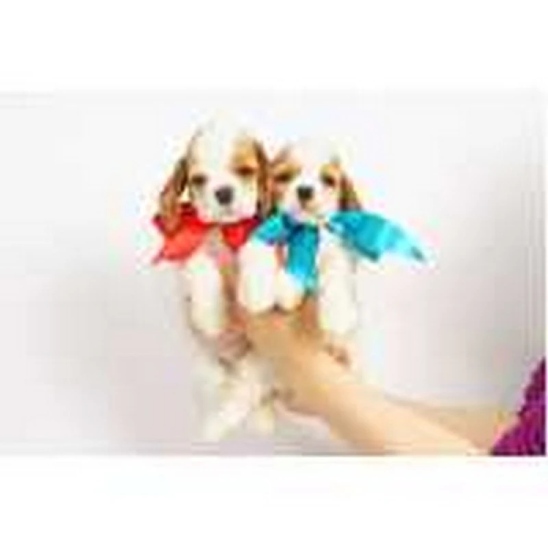 penteado cachorro