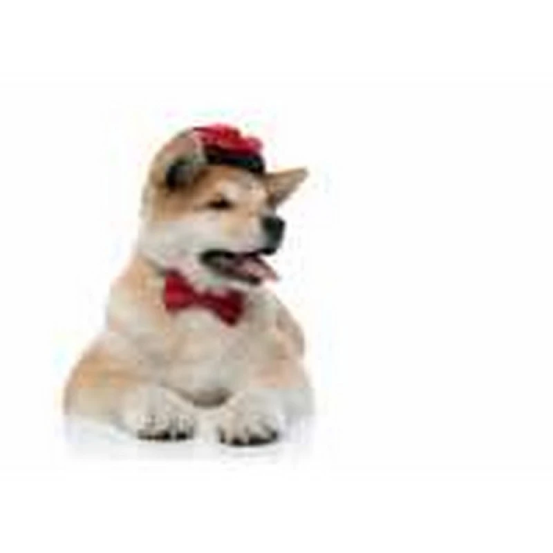 penteados para cachorros de pelo curto