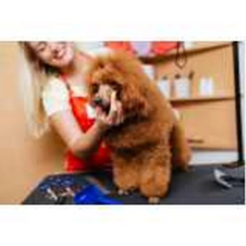 penteado pet shop