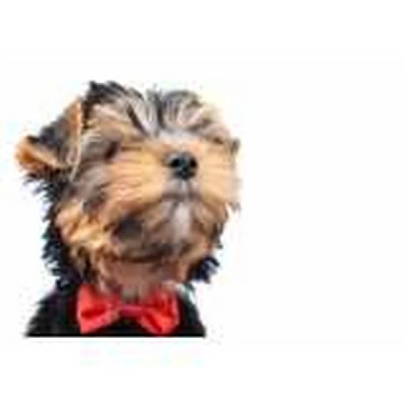 penteado pet