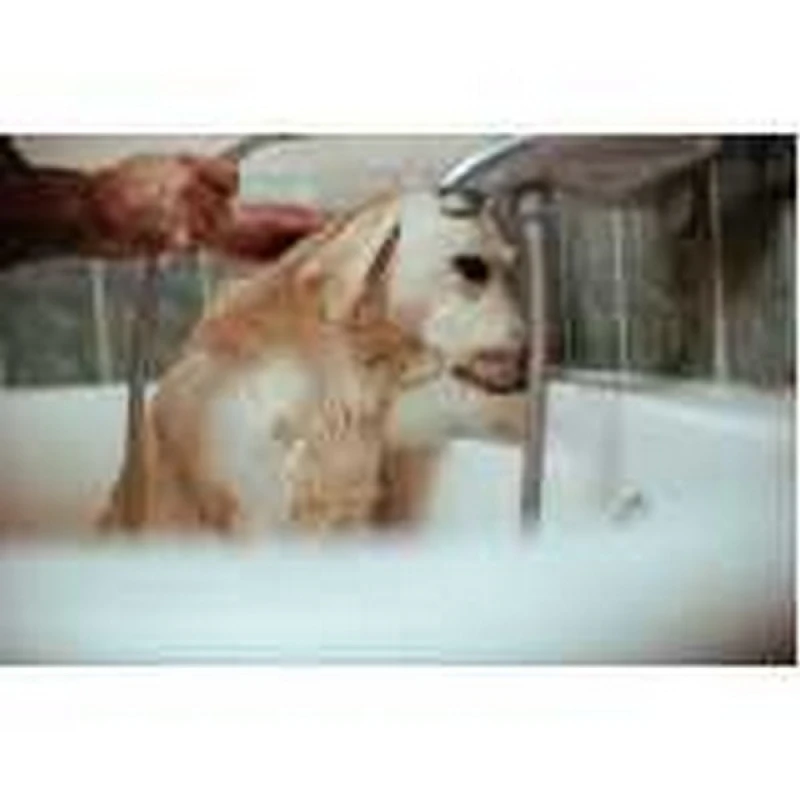 pet shop banho