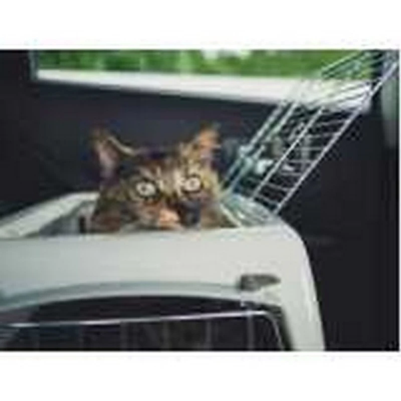 pet shop para cães e gatos