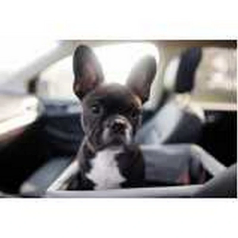 taxi dog leva e traz